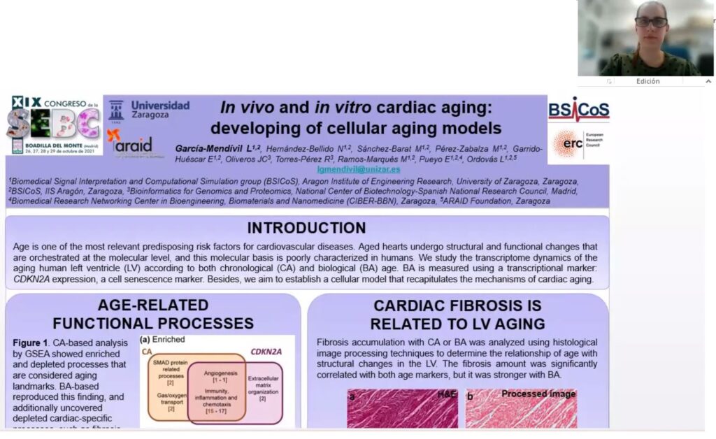 In vivo and in vitro cardiac aging: developing of cellular aging models