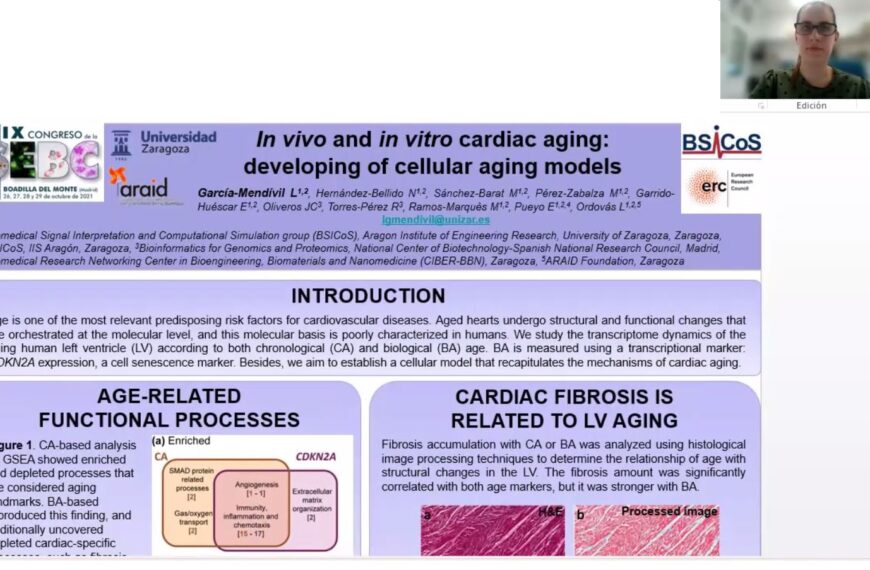 In vivo and in vitro cardiac aging: developing of cellular aging models