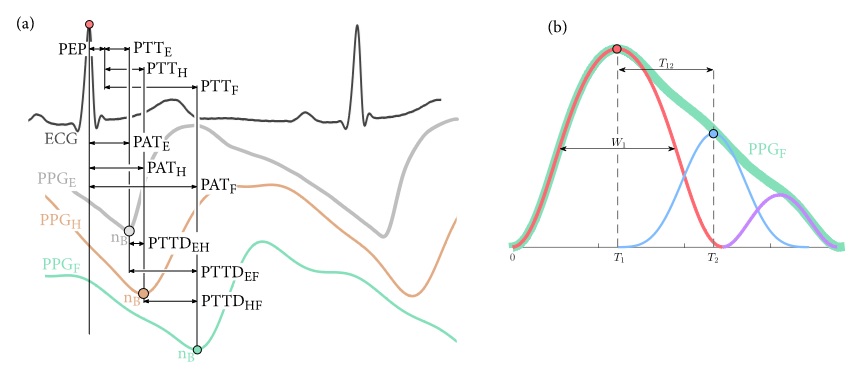 Vascular reactivity characterized by PPG-derived pulse wave velocity